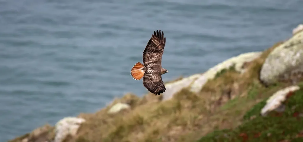 red-tailed hawk flying over Marin