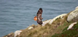 red-tailed hawk flying over Marin