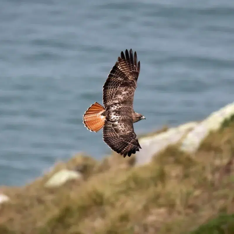 red-tailed hawk flying over Marin