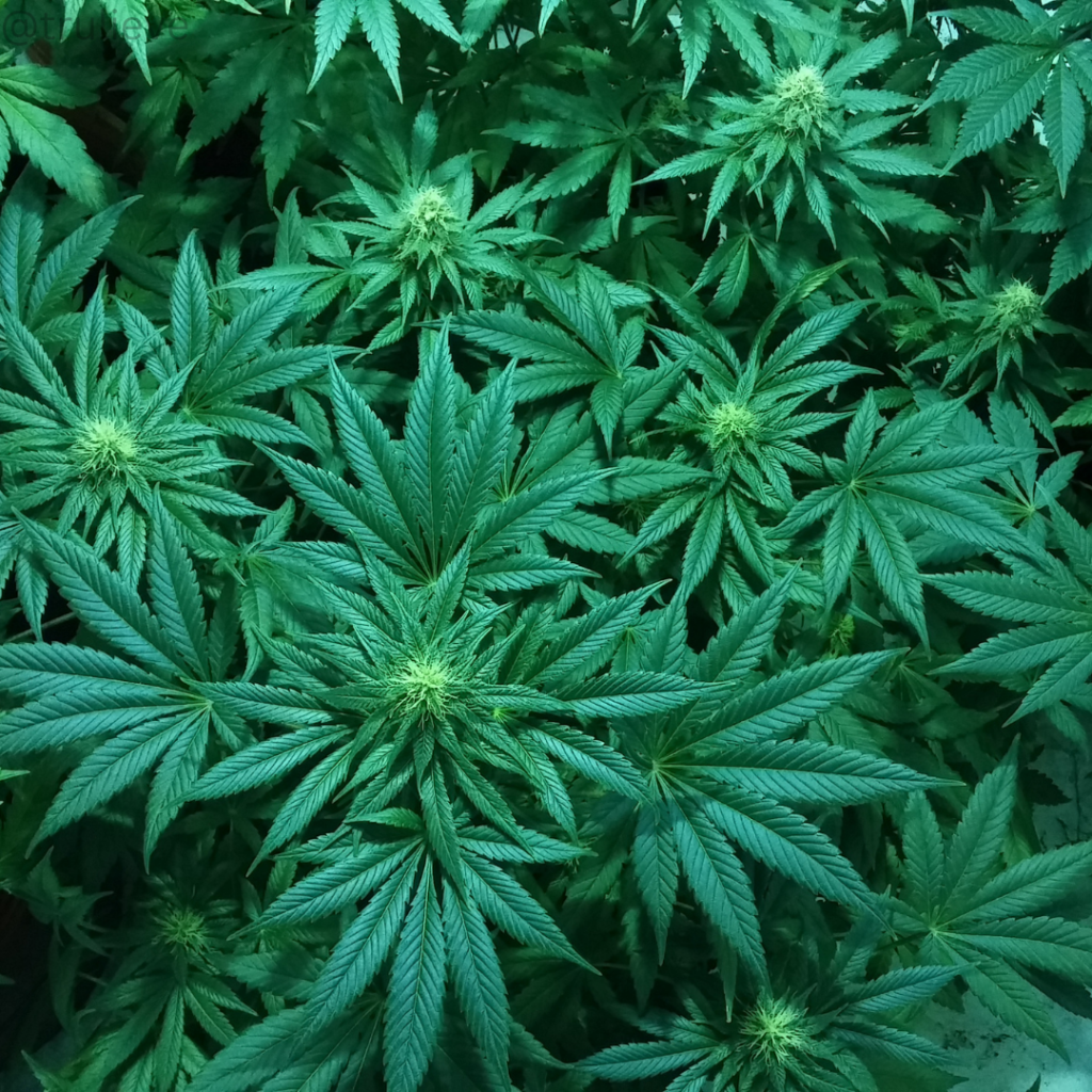 pic of cannabis plant