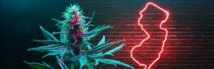 NJ Cannabis