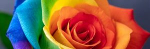 Rainbow Rose