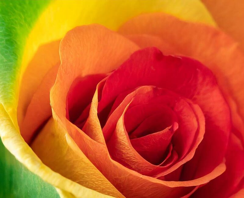 Rainbow Rose