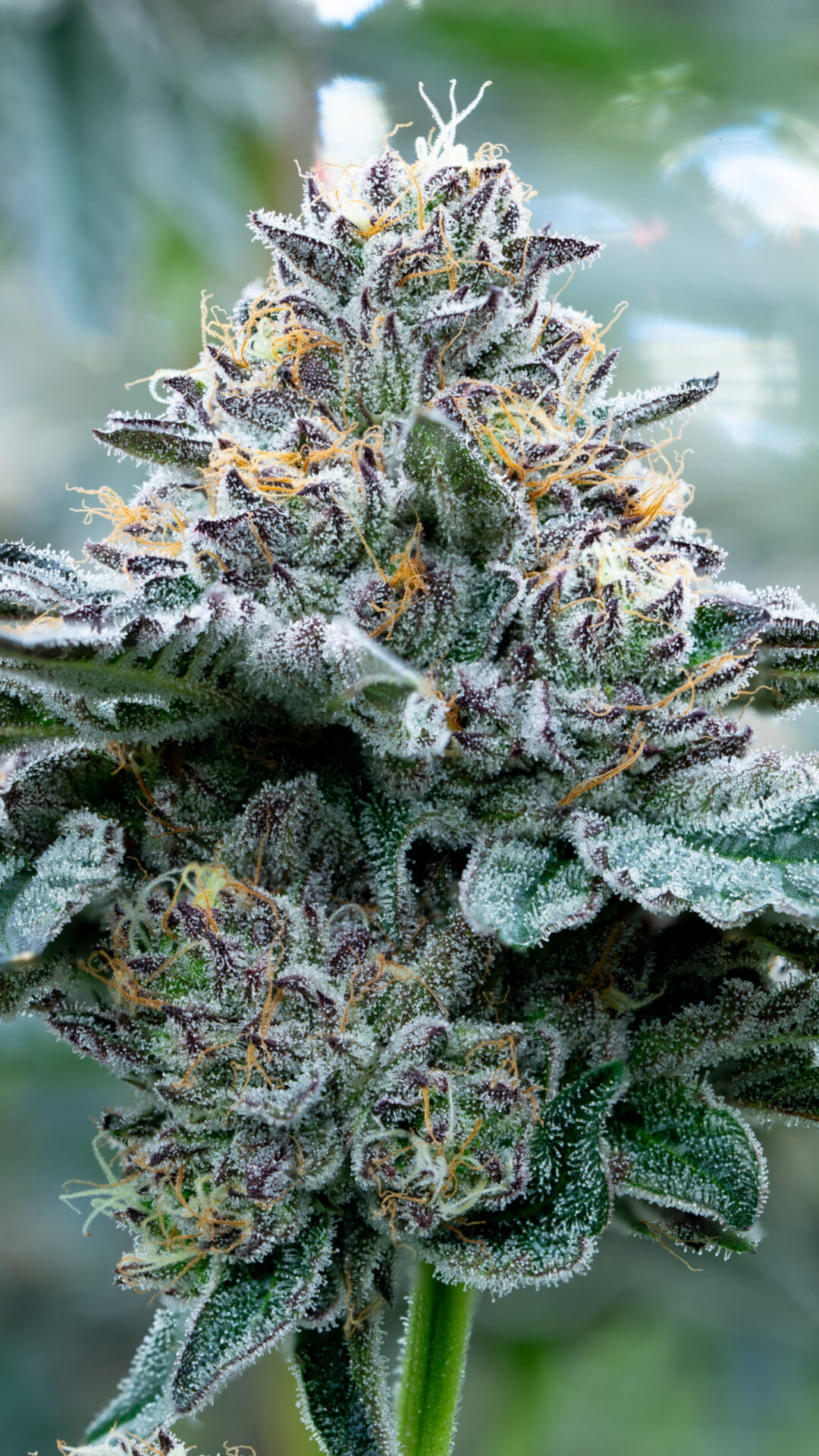 binske_Grow_June24-01