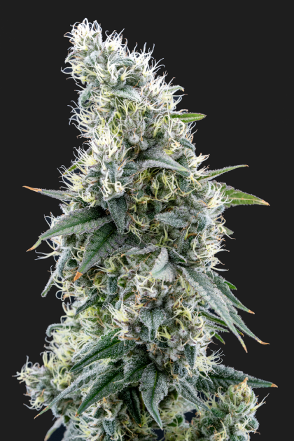 Binske_Flower_Papaya Cake_2