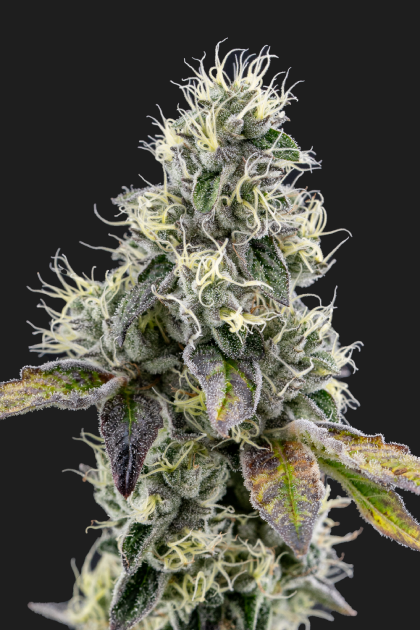 binske_Grow_Octane Mint Sherbert_1 - Copy (2)