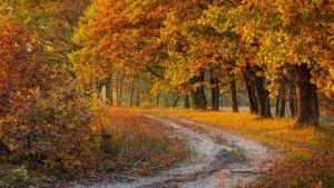 blog-Header-NJ-Fall-