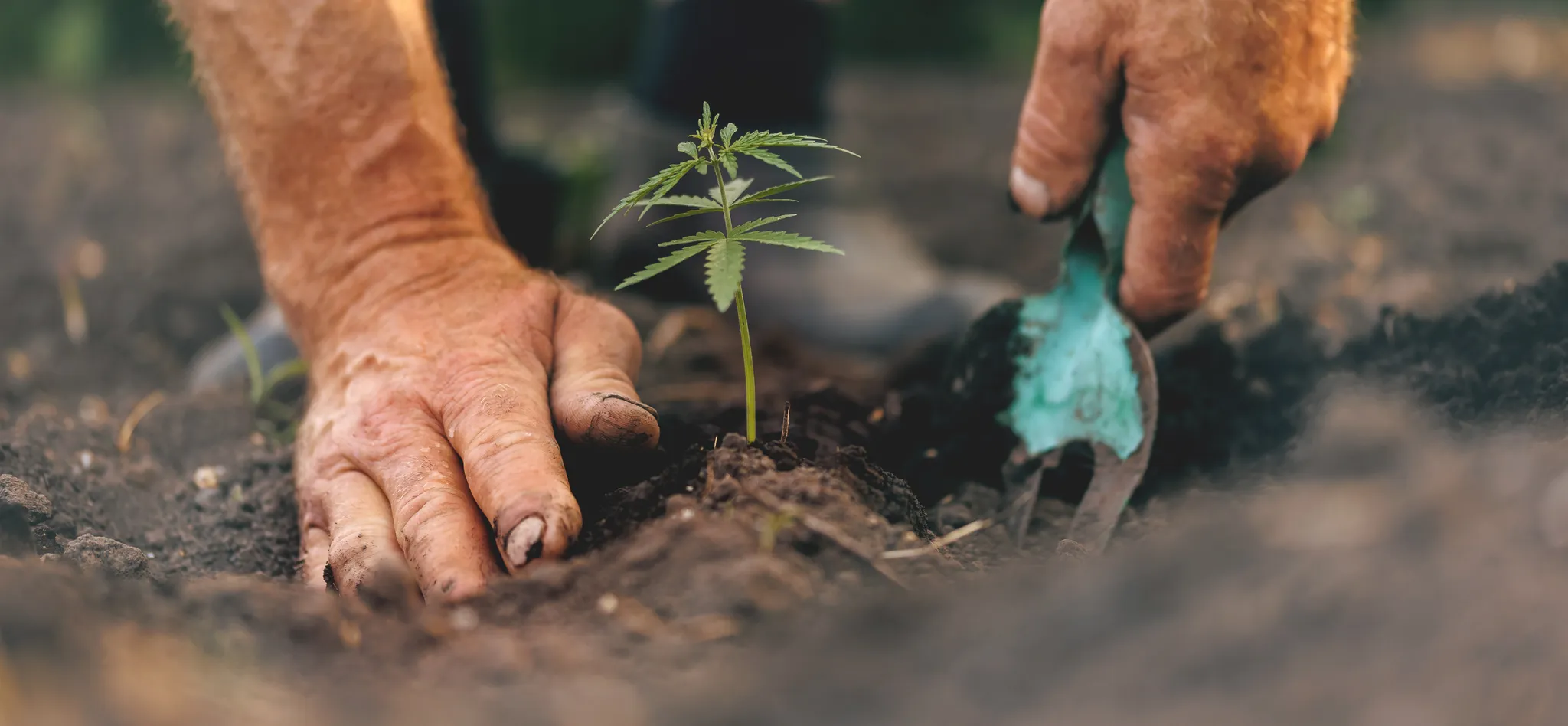 New Jersey’s Ongoing Battle to Legalize Home Cannabis Cultivation